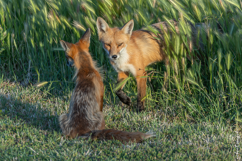 red fox